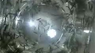 تولیدات مزارع صنعت زالوی ایران