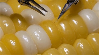 جراحی دقیق ربات جدید سونی روی یک دانه ذرت