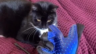 دستکش پرزگیر گربه و سگ