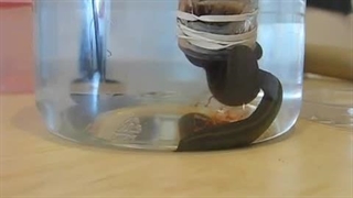 تغذیه آزمایشگاهی زالو ها به صورت استریل | صنعت زالو ایران