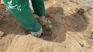 آموزش کاشت نهال انگور گلدانی