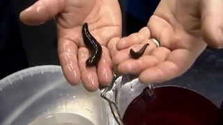 تغذیه زالو با خون غاز و پختن زالوها