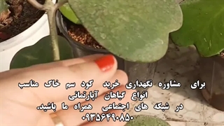 خرید وقیمت معرفی بهترین مخصوص ارگانیک مغذی تمیز براق کننده برگ گیاهان آپارتمانی شاینی لیف برگ هویا