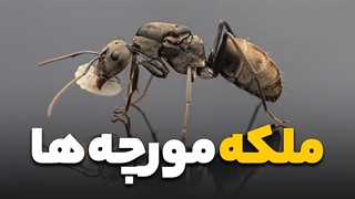 عجایب شگفت انگیز از زندگی مورچه ها