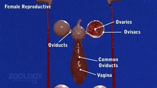 انیمیشن آموزشی دستگاه تولید مثلی زالوها (اختصاصی)