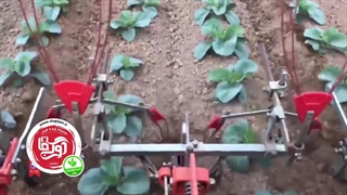 کیمچی از مزرعه تا تولید و تحویل | ۰۹۳۵۶۶۶۳۳۸۶