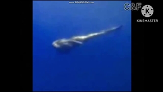 Real Mermaid found low pitch