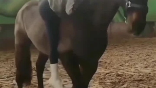 رفتار اسب با دخترها و پسرها