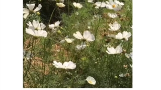 وܠܨ وߊ‌یܥ̣ߺ ܢܚܢ̣ܝ̇