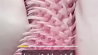 عجایب زبان ببر ! زبان سمباده ه ای