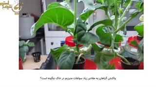 واکنش گیاهان به مقادیر زیاد سولفات منیزیم در خاک چگونه است؟