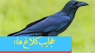 کلاغ، پرنده ای سیاه اما پر از ویژگی های جالب