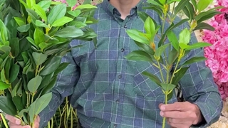 شاخه برگ مصنوعی طرح بادومی