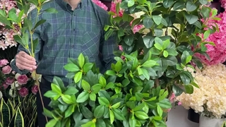 درختچه فیکوس جنگلی