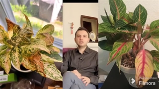 سوختن نوک برگ گیاه - برای مثال گل آگلونما بررسی شده است