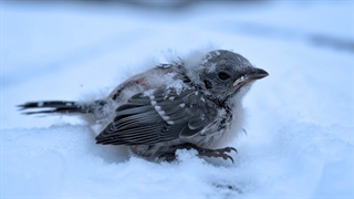 نجات چرخ ریسک دم‌دراز هوکایدو که یخ زده بود، هنوز در جاده افتاده است