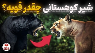شیرکوهی قوی تره یا خرس؟ هیجانی ترین مبارزه بین حیوانات!