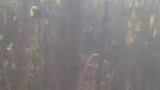 نهالستان طبیعت در جاده ورامین