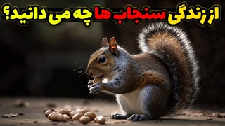 از زندگی سنجاب ها چه می دانید؟ سنجاب ، کوچولوی پر انرژی