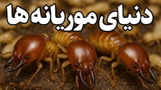دنیای عجیب موریانه ها - آیا این حیوان را از نزدیک دیده اید؟