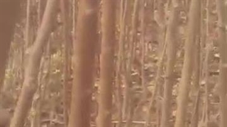 نهالستان طبیعت در جاده ورامین