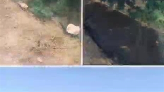 توری ضد پرنده - تور سایبان