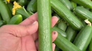 بازرگانی واردات و صادرات شهریاری در مشهد