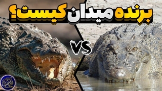 نبرد کروکدیل آب شور و کروکدیل نیل - کدام کروکدیل قوی تر است؟