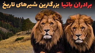 سرنوشت مقتدرترین و بزرگترین شیرهای تاریخ : داستان کامل شیرهای افسانه ای برادران باتیا