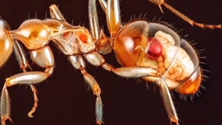 خطبه تصویری 185 نهج البلاغه حضرت علی علیه السلام (عظمت خدا در خلقت موجودات) آفرینش مورچه