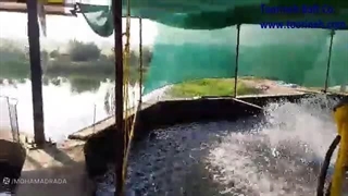 تور سایبان استخر ماهی    