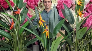 بررسی و خرید درختچه های پرنده بهشتی گلدار لمسی | کیفیت فوق‌العاده