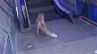 راز بقا در تهران؛ روباه مهمان شب‌های پایتخت