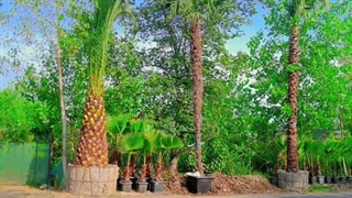 تولیدی گل و گیاه گلبهار در رودسر