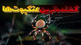 کشنده ترین و خطرناک ترین عنکبوت های جهان