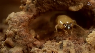 زندگی عجیب موریانه ها ، طراحان طبیعت