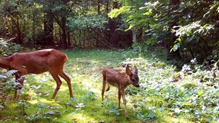 خانواده زیبای گوزن‌ها به همراه دوقلوهادرجنگل _ ویدیوی آرامش‌بخش طبیعت و حیات وحش