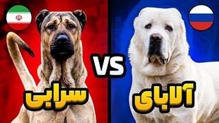 جنگ سگ سرابی و سگ آلابای