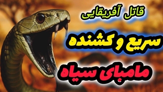 مامبای سیاه؛ سریع‌ترین و مرگبارترین مار جهان! کابوس کشنده‌ی قاره آفریقا