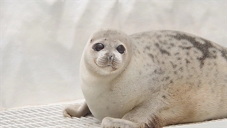 آموزش دوست‌داشتنی آرال، فک حلقه‌دار پشمالو