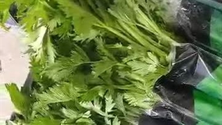 صادرات و تامین کننده انواع صیفی جات و سبزیجات احمد حیدری در خوزستان