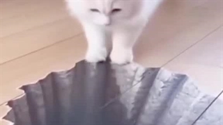 آخر خنده گربه کره ای