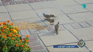 شهید علی راضی