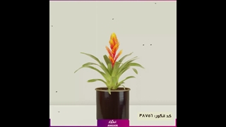 سفارش ورزیا رنگارنگ