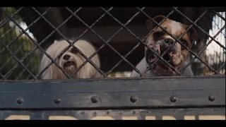 فیلم سینمایی بانو و ولگرد ( دوبله فارسی)