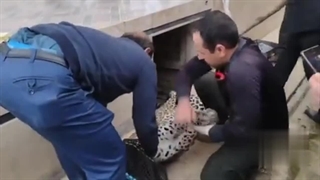 حضور پلنگ ایرانی در حیاط خانه‌ روستایی در ماسال