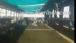 بهترین توری سایبان پرورش دام و طیور ولیزاده ۰۹۱۱۹۰۹۳۹۳۳