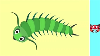 Invertebrates