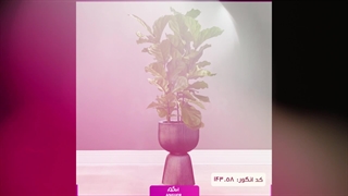 سفارش گیاه بزرگ شیک