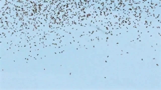 موزیک ویدیو اهنگ creed از استری کیدز